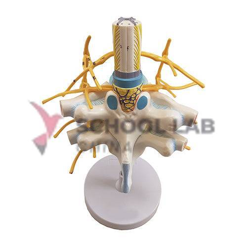 Spinal Cord and Nerves Model